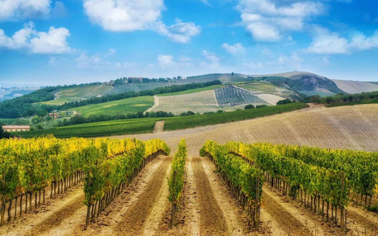 6 Stunning Local Wineries in Yountville