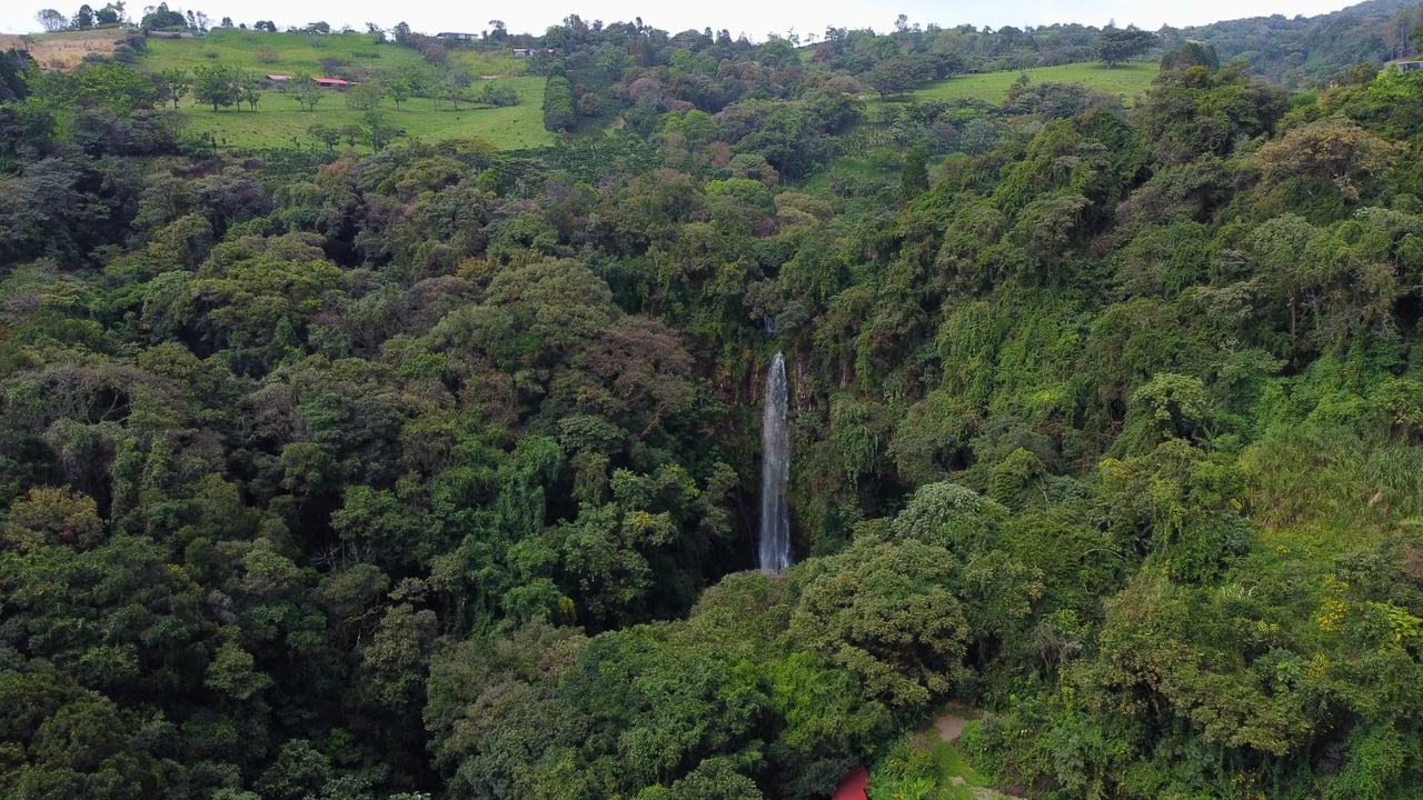 Coffee Plantation Estate, Alajuela