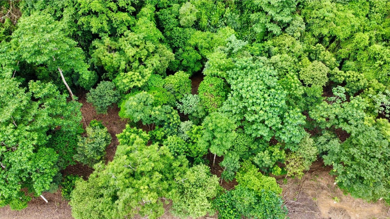Flat Commercial Development Lot, Osa, Puntarenas