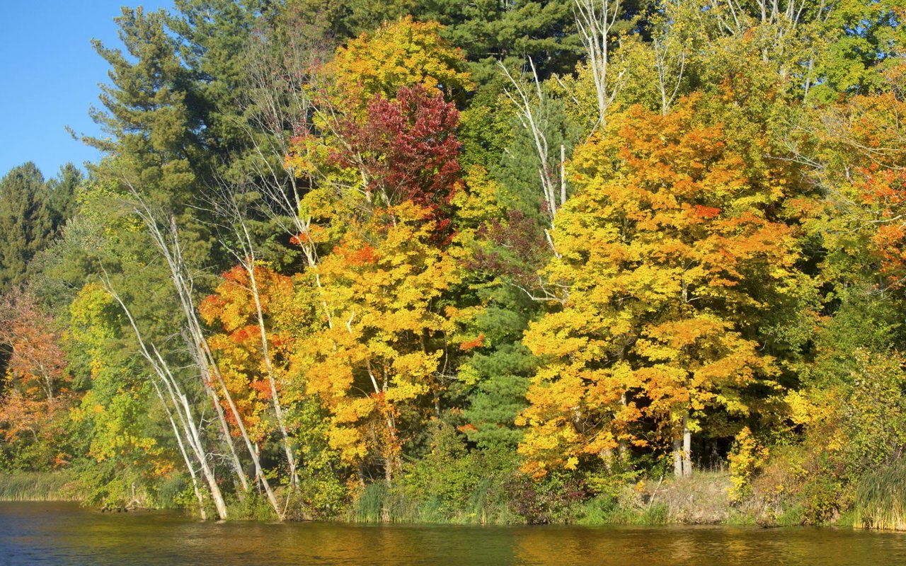 Autumn foliage near Windsor, showcasing a vibrant mix of yellow, orange, and red leaves on trees along a serene riverside, with a clear blue sky in the background.