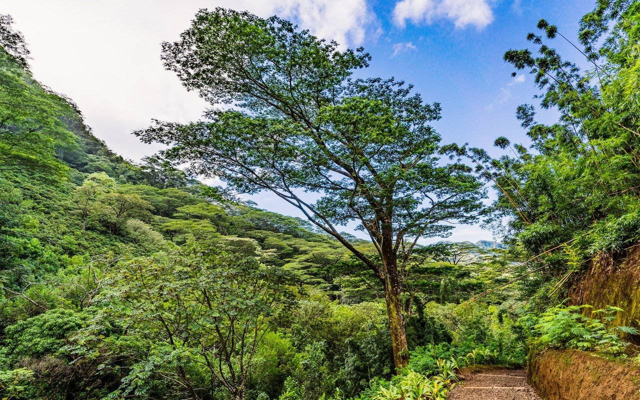 Manoa