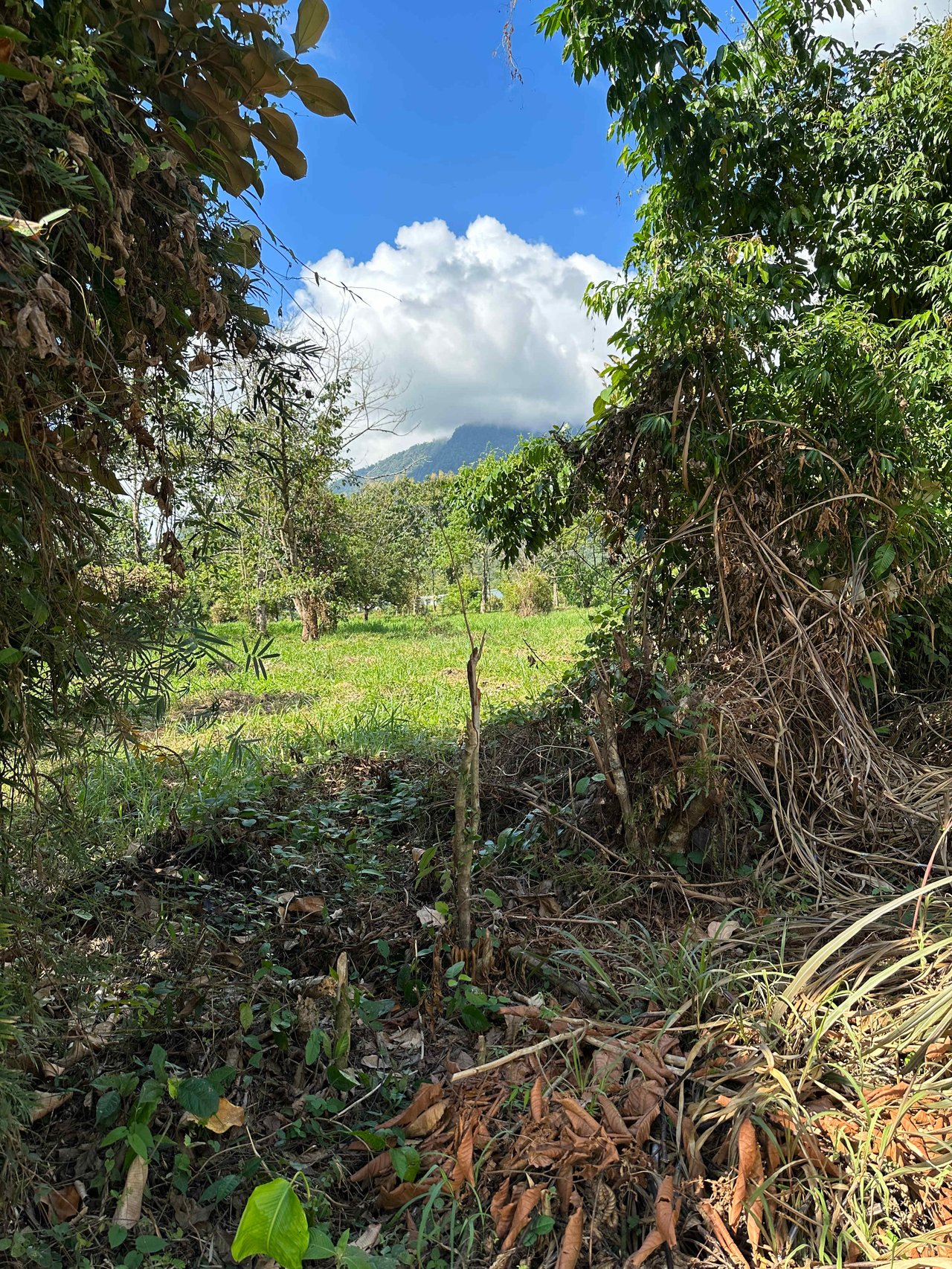 Over 3 Acres, Mountain View Lot in the Heart of Ojochal, Ready for Development!.
