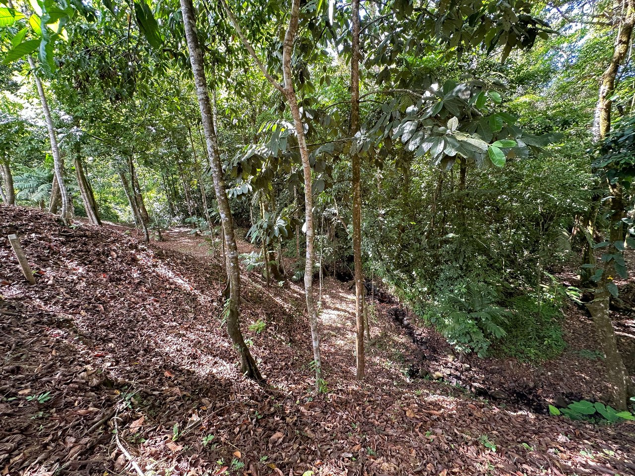 Elevated 2.2 Acres Jungle And Creek-Fronting Mountain View Lot In Ojochal