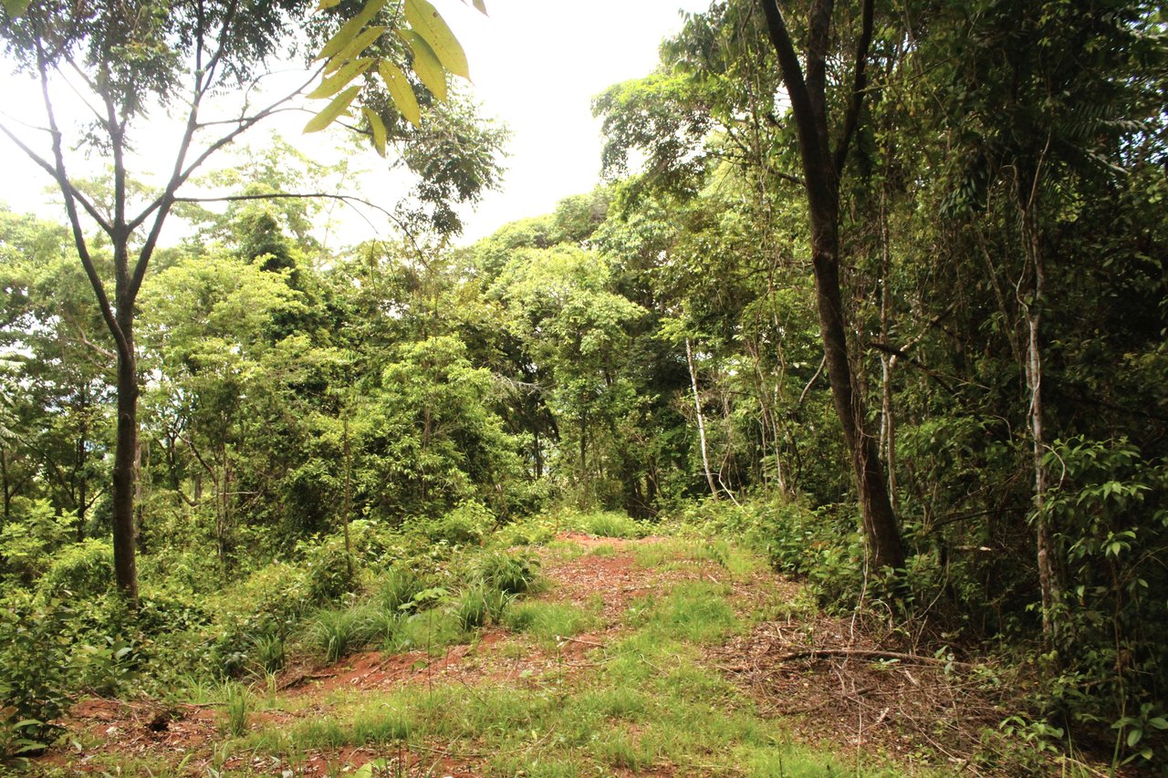 Wildlife Reserve Farm close to Ojochal
