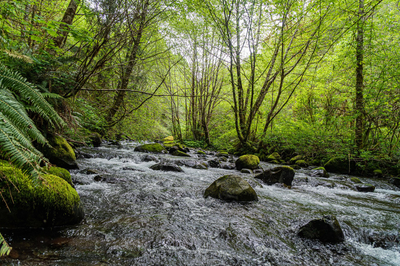 Three Rivers Conservation Project - Ensuring Roosevelt Elk Habitat