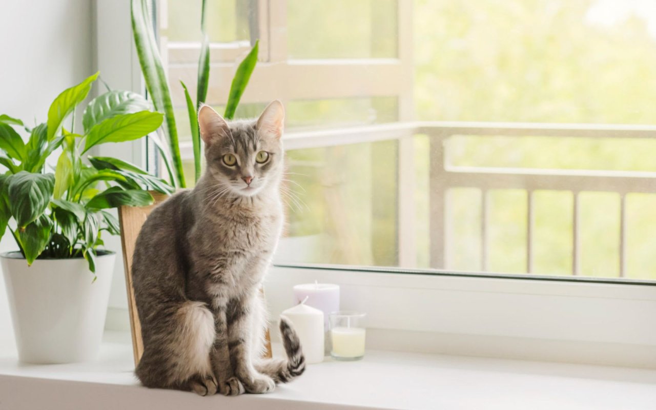 Pet-Friendly Houseplants to Beautify Your Home