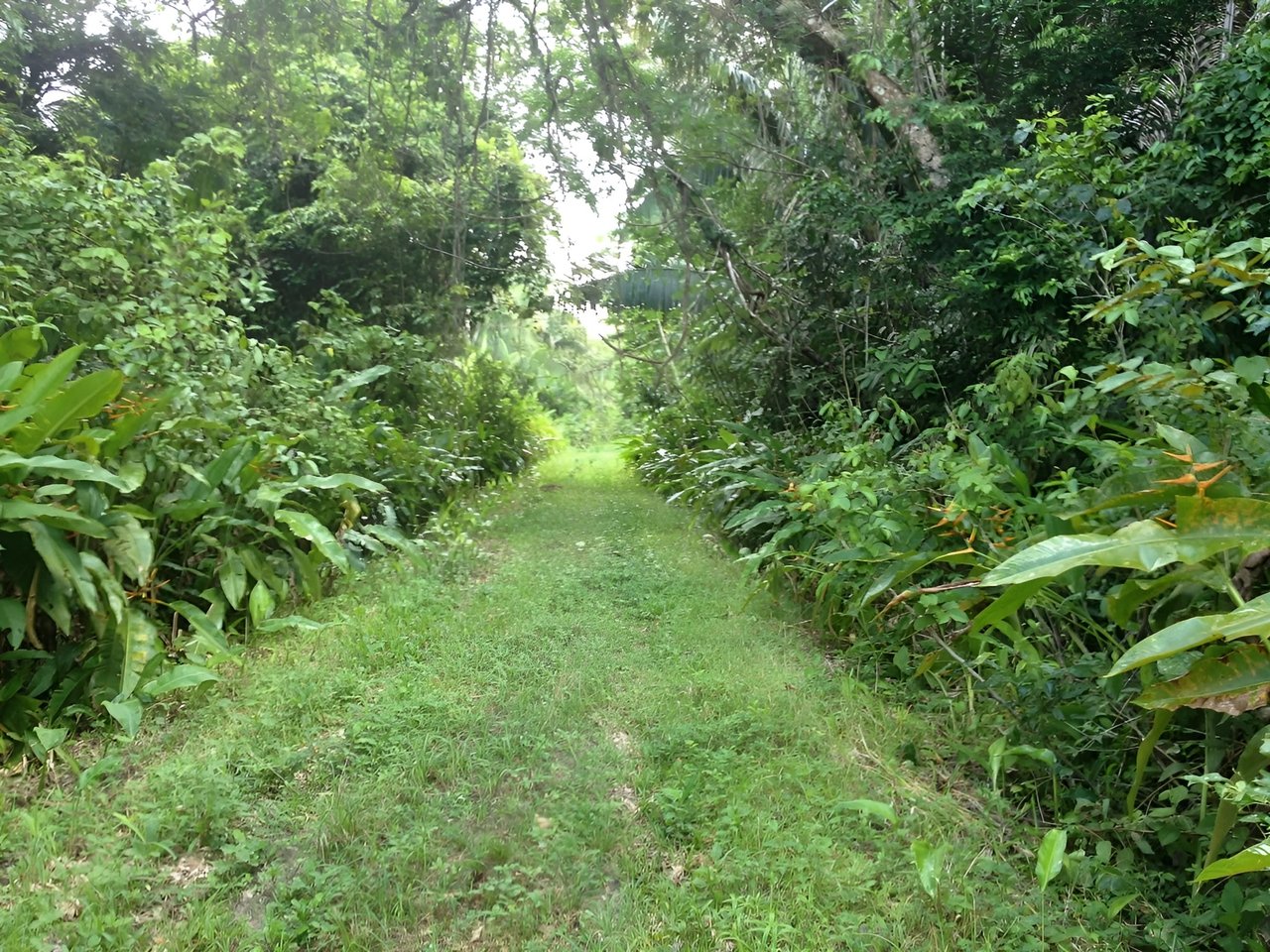 34 acres of prime agricultural land in Belize River Valley