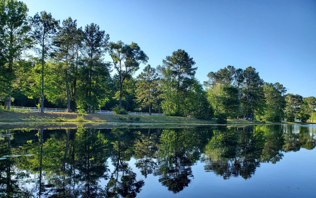 A calm lake surrounded by trees on a sunny day.