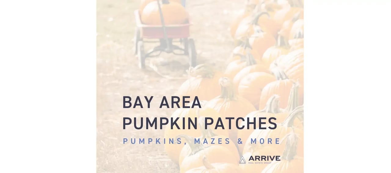 Bay Area Pumpkin Patches