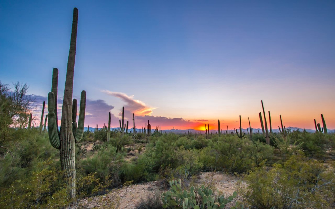 Summer Flashlight Tours for Kids at the Desert Botanical Garden | Scottsdale