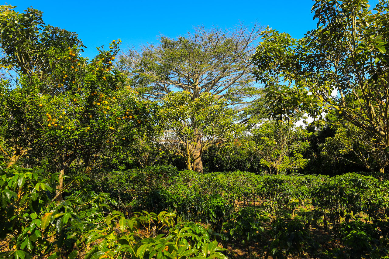 Historic Coffee Farm Estate, Heredia
