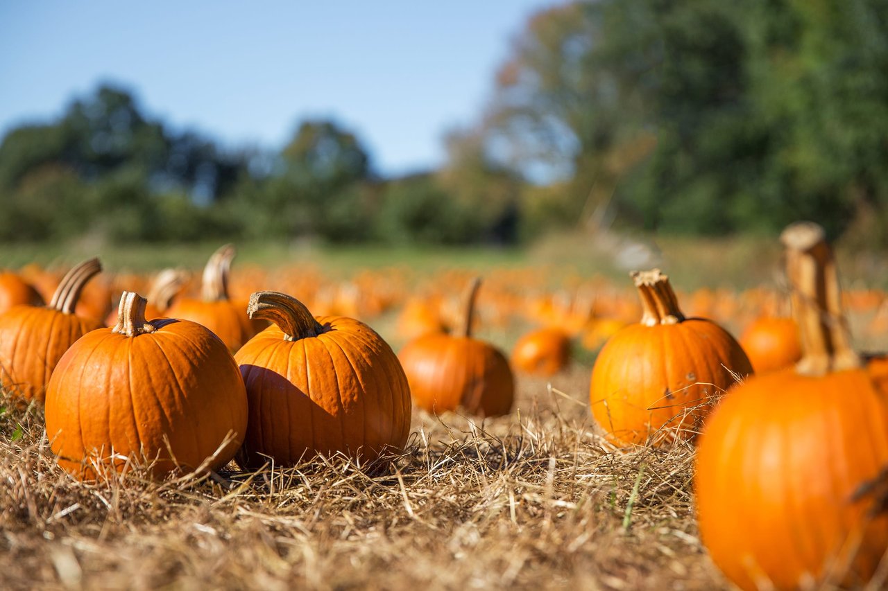 Hillcrest Tree Farm & Pumpkin Patch