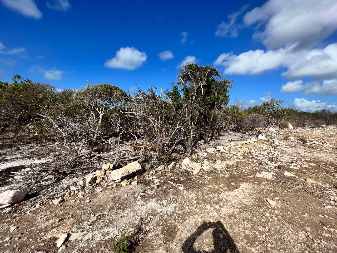 781 .527 Acres at Loblolly Bay