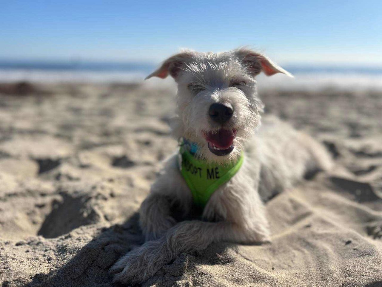 Santa Barbara Nonprofits & Charities: Sparks