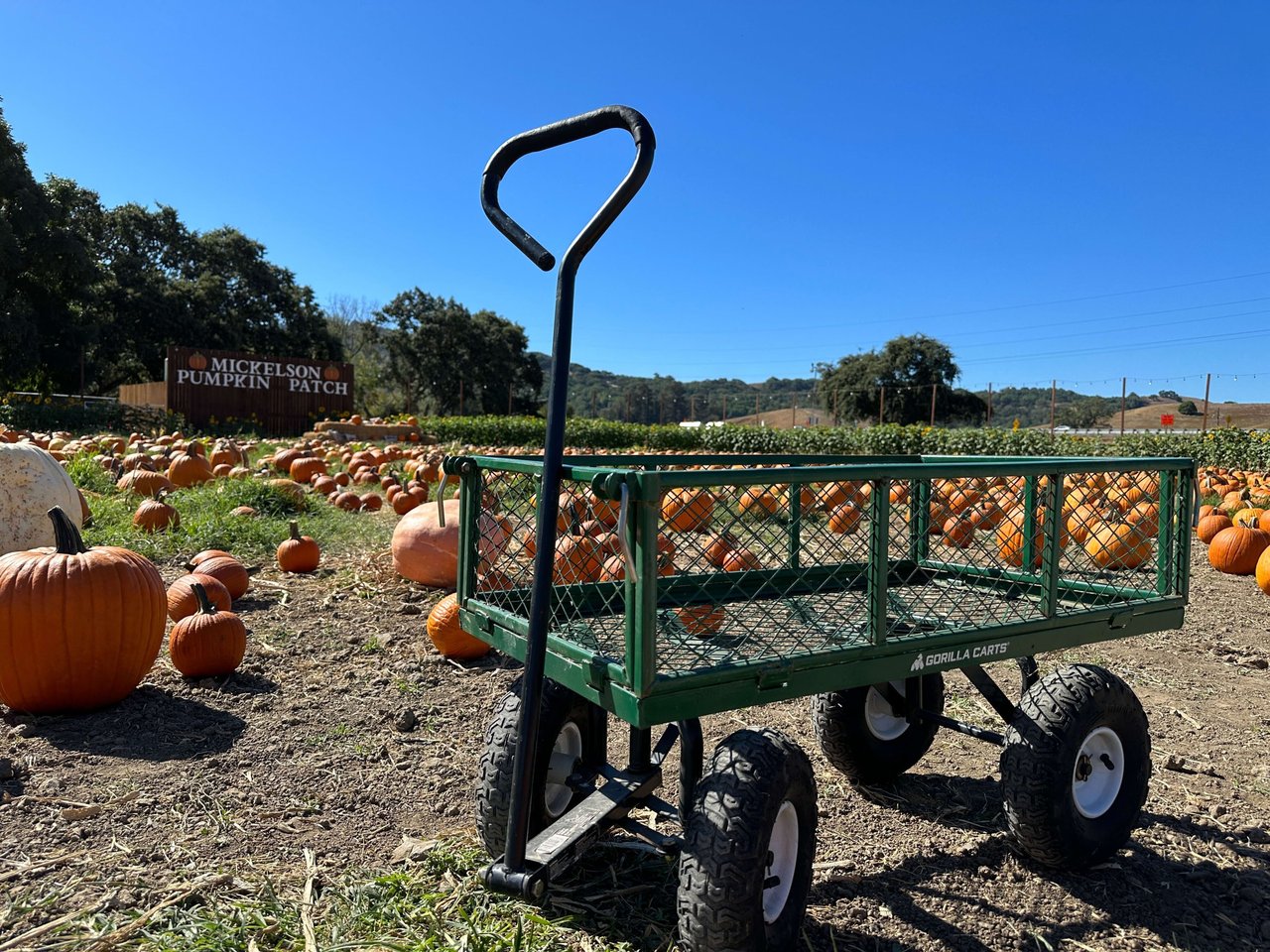 Fall Fun Awaits at Mickelson Pumpkin Patch