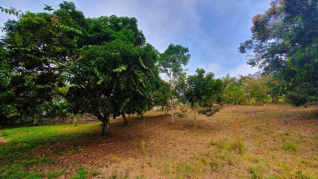 Fruit Tree Property for Sale