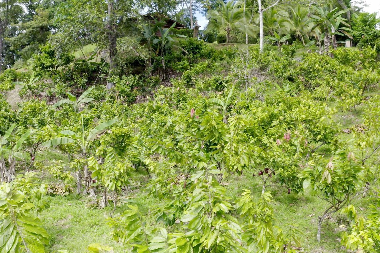 12.5 Acre Luxury Cacao Estate