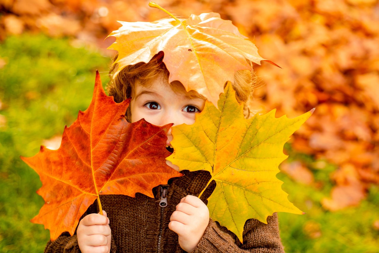  A small child with light brown curly hair peeks over and between two large, colorful autumn leaves,