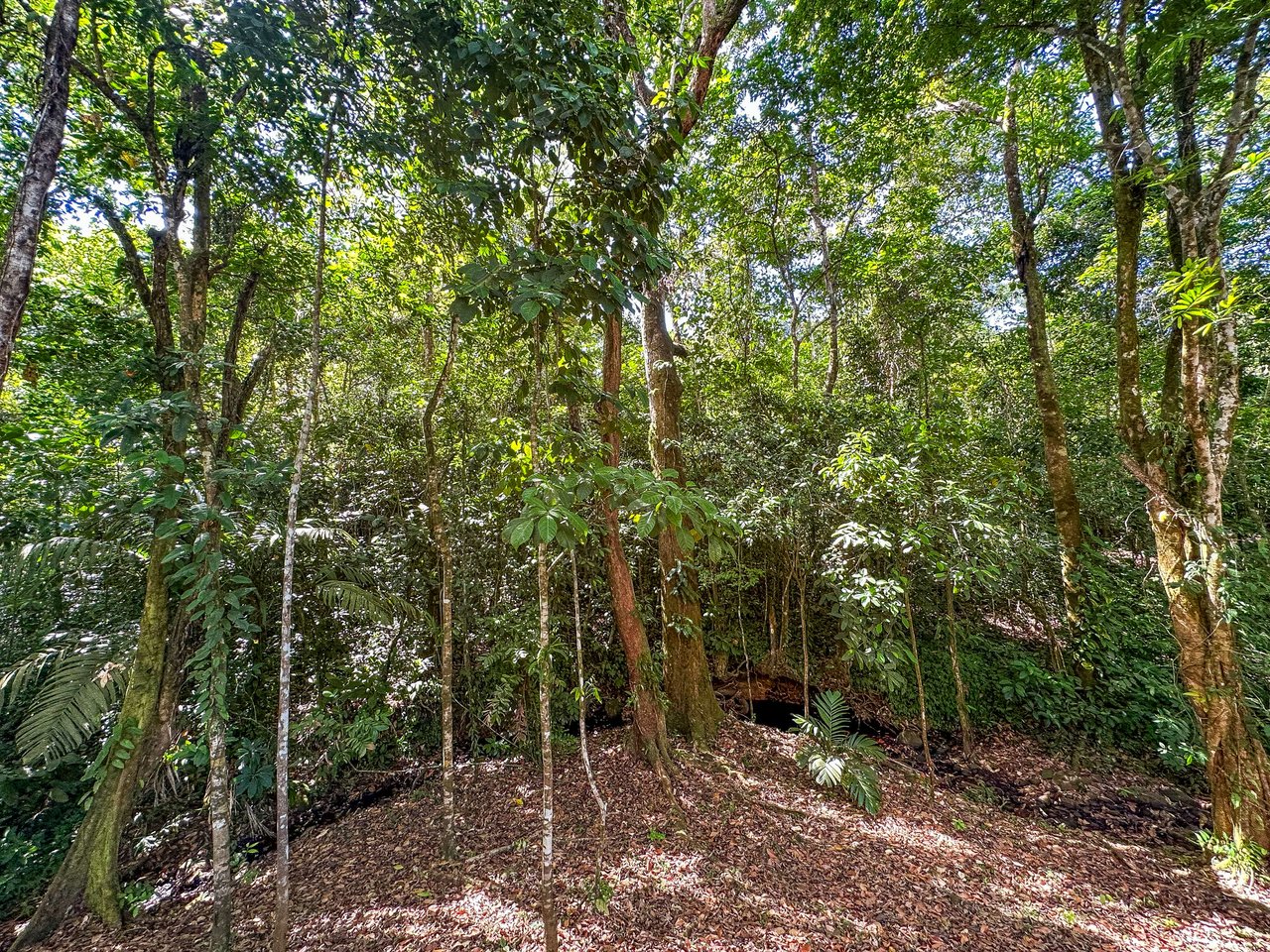 Elevated 2.2 Acres Jungle And Creek-Fronting Mountain View Lot In Ojochal