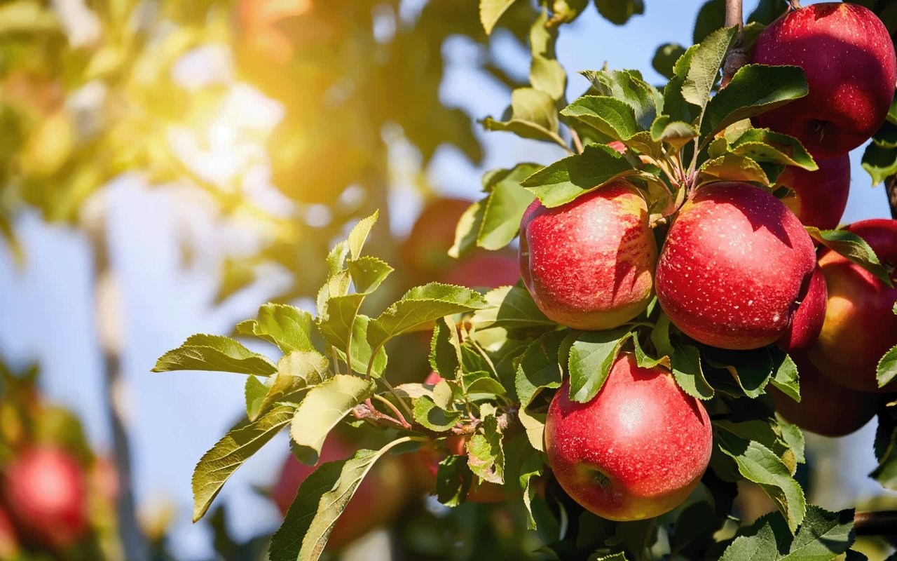 Apple Orchards and Pumpkin Patches in Indiana