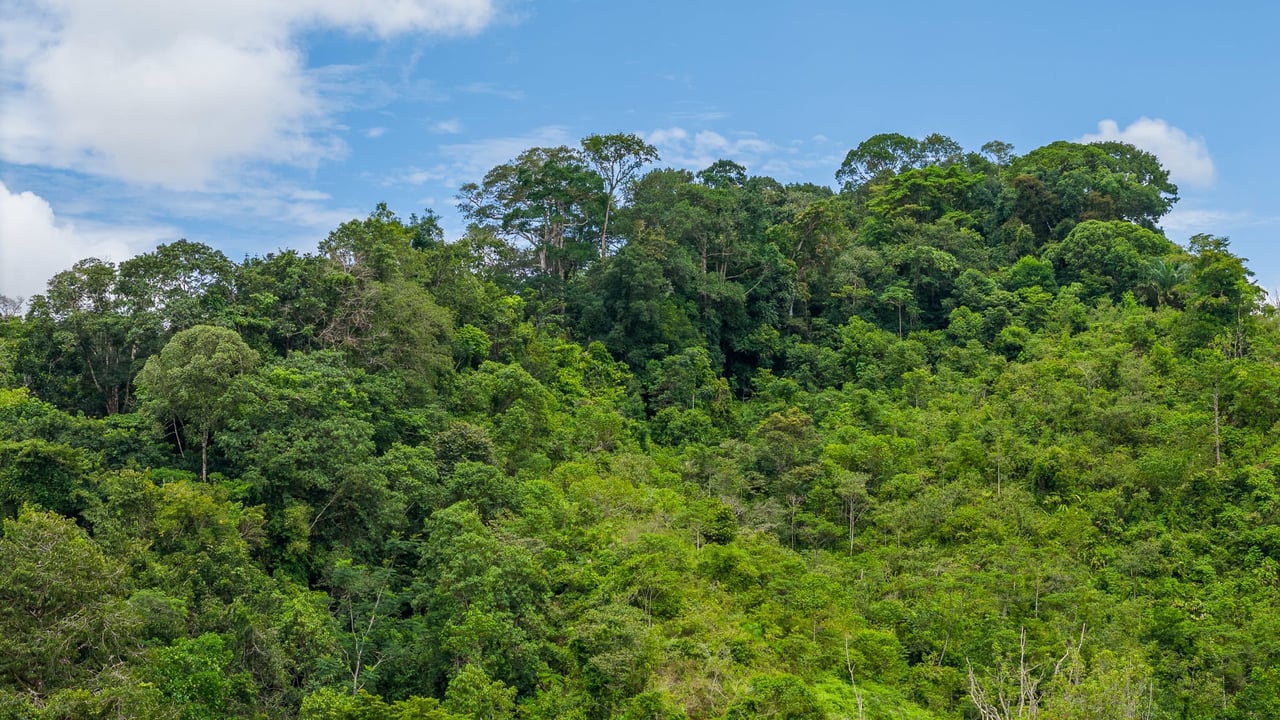 Costa Rican Gem with Conservation Potential: Preserve 26 Acres of Pristine Land