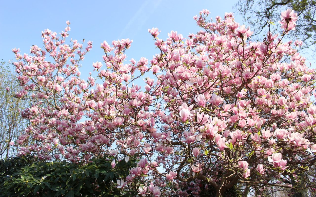 Cherry Blossoms in Philadelphia