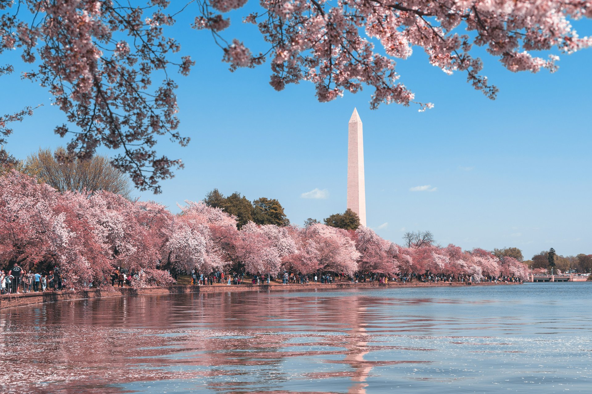 Washington Monument rises above pink cherry blossoms along the Tidal Basin, with its reflection in the water.