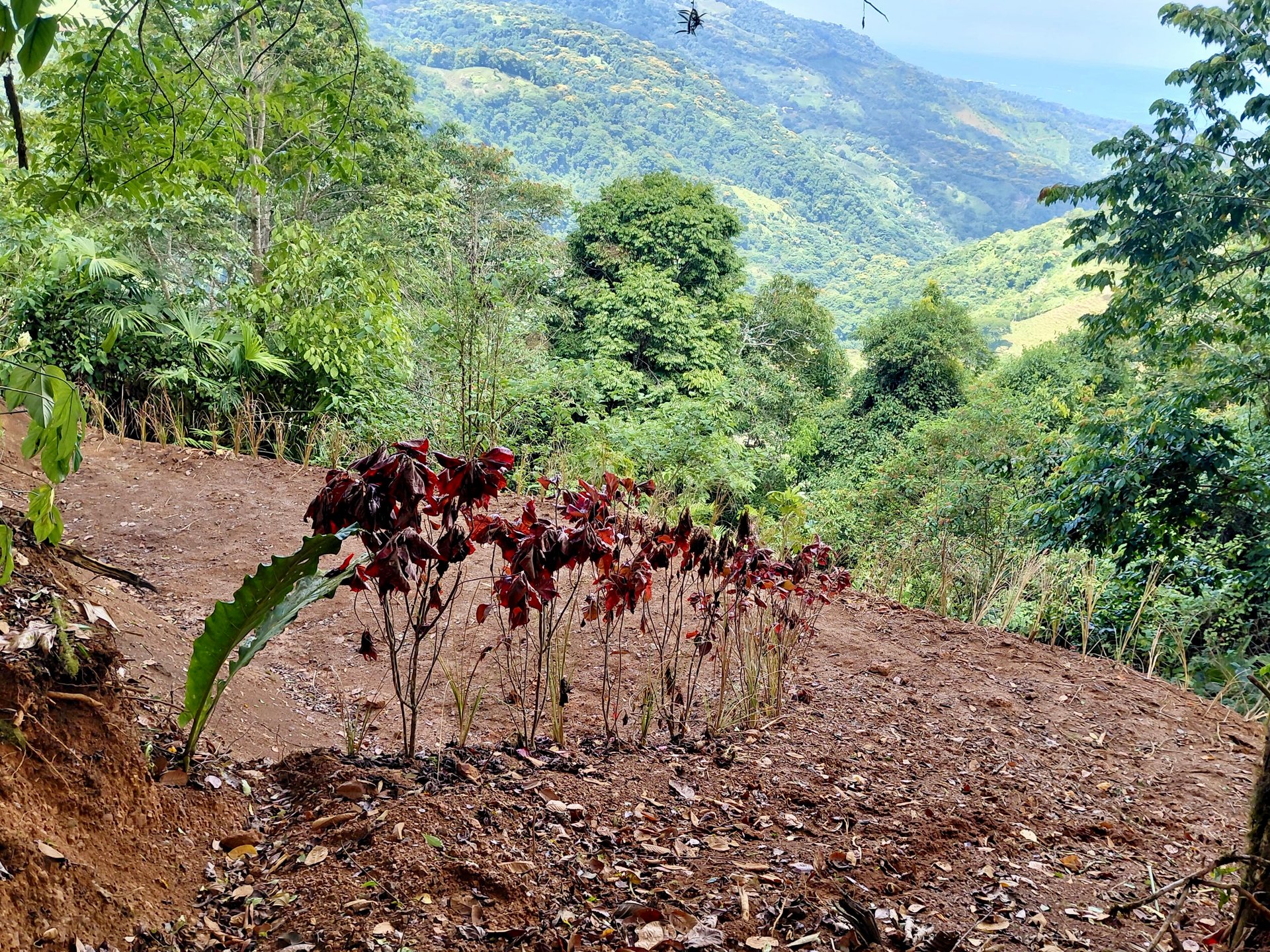 The Last of Its Kind Property in San Luis de Morete, Over 1.53 Acres