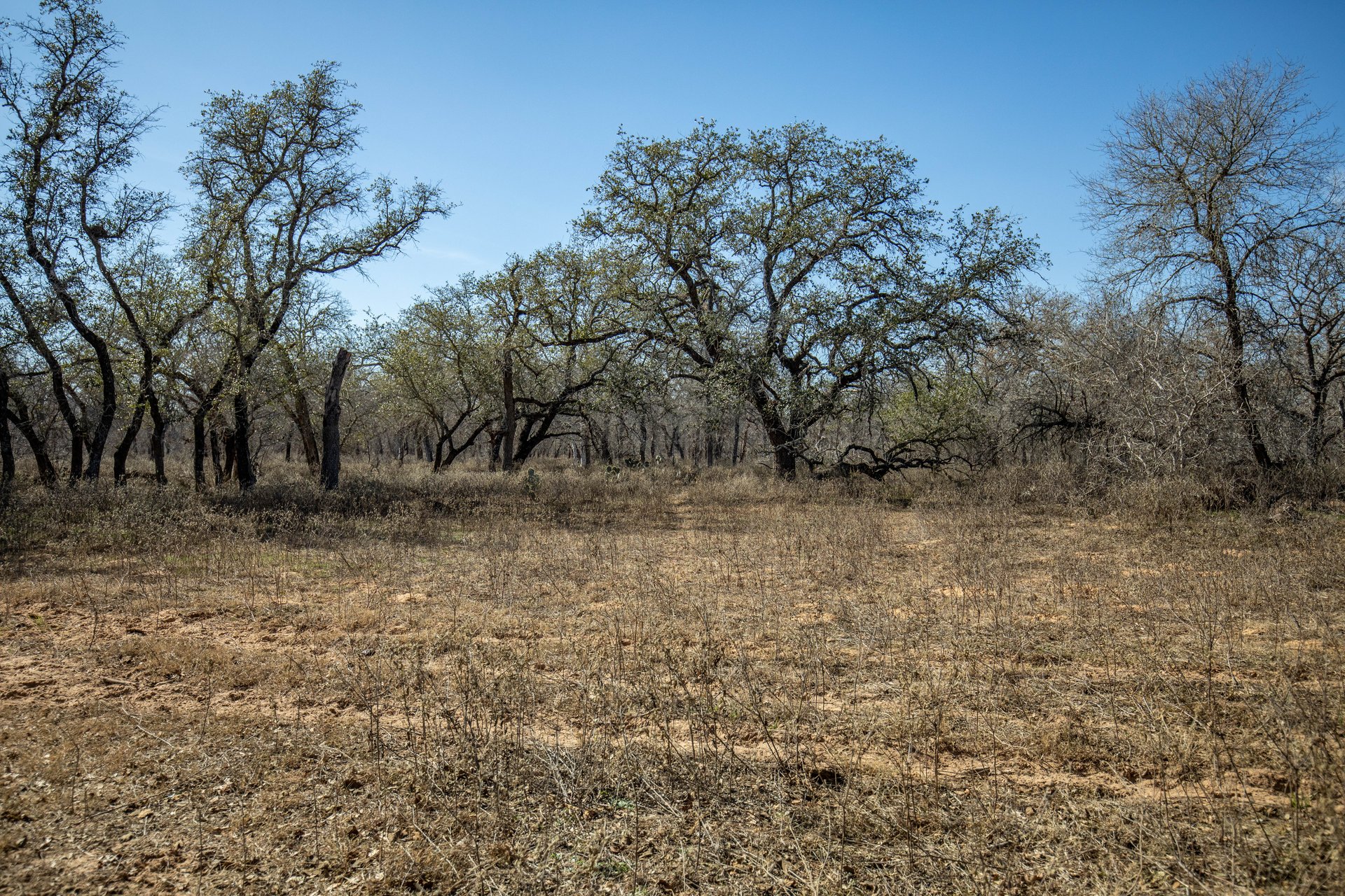 Whispering Pines Floresville Ranch | 298± Acres | Wilson County