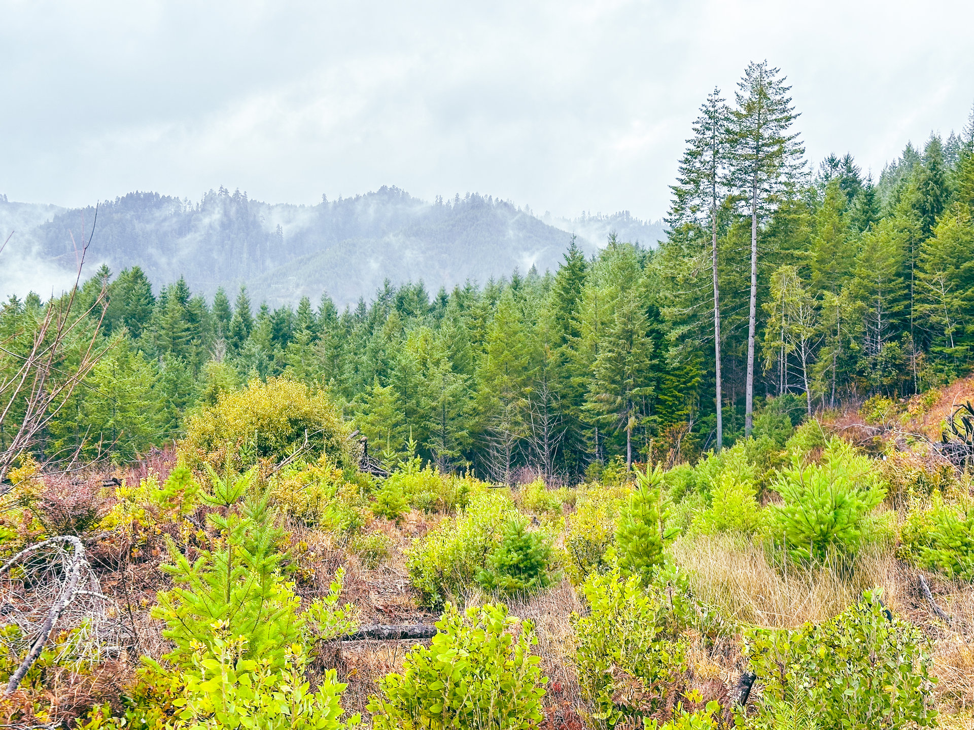 RICHARDSON TIMBER