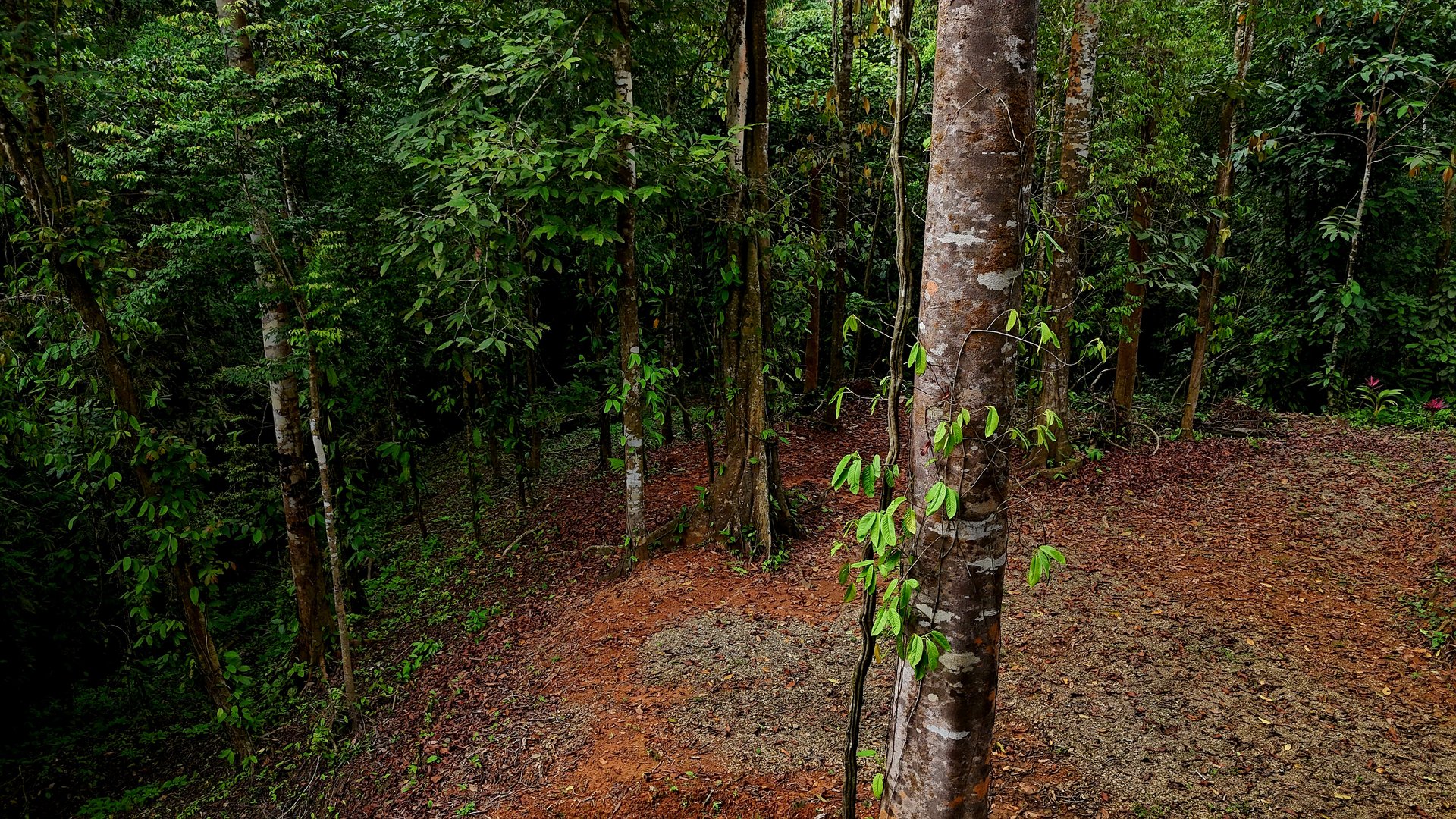 3.75-Acre Jungle Lot with Creek in Ventanas de Osa, Puntarenas