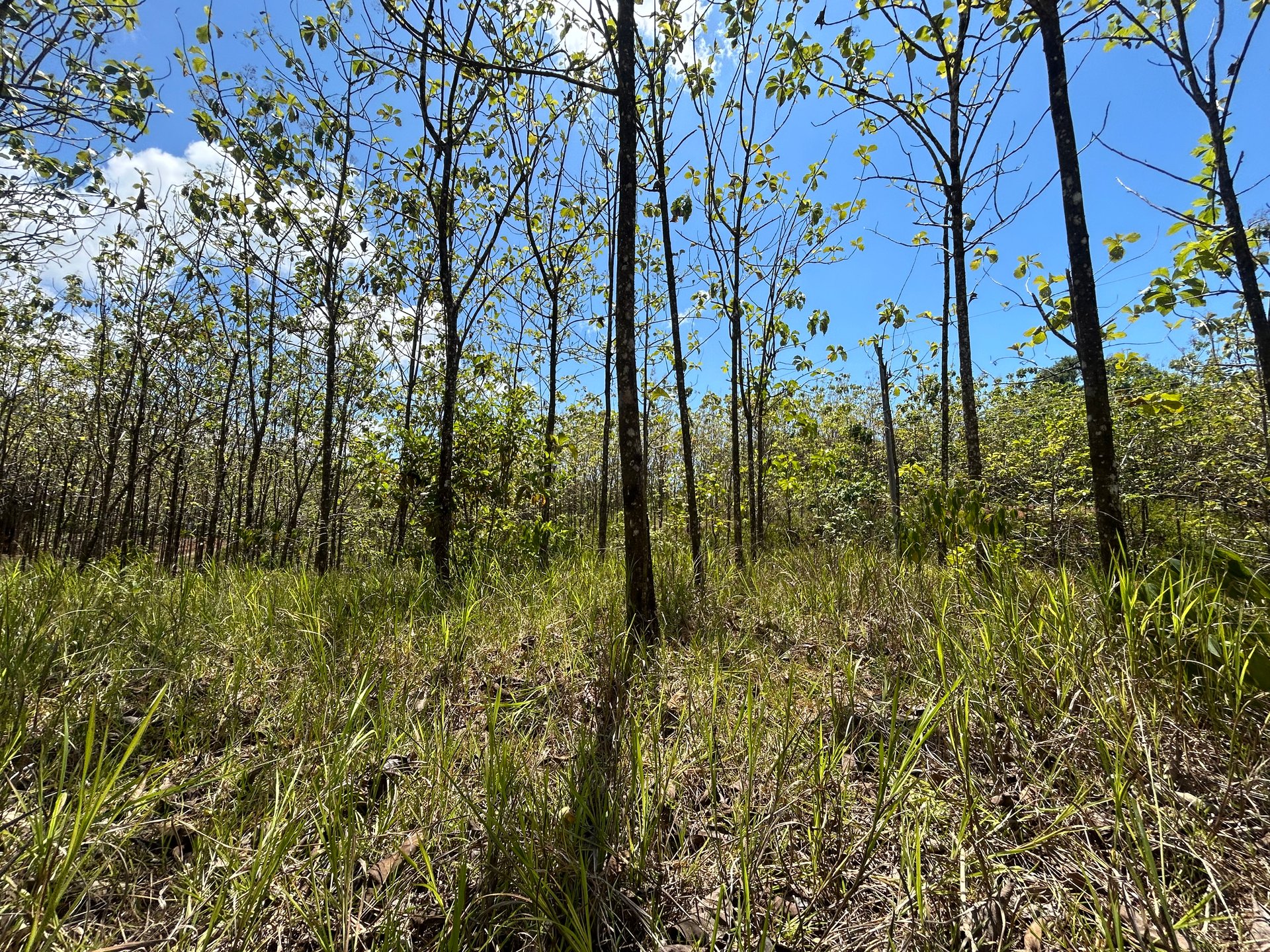 Prime 1.24-Acre Land in Matapalo / San Andrés – Ready to Build
