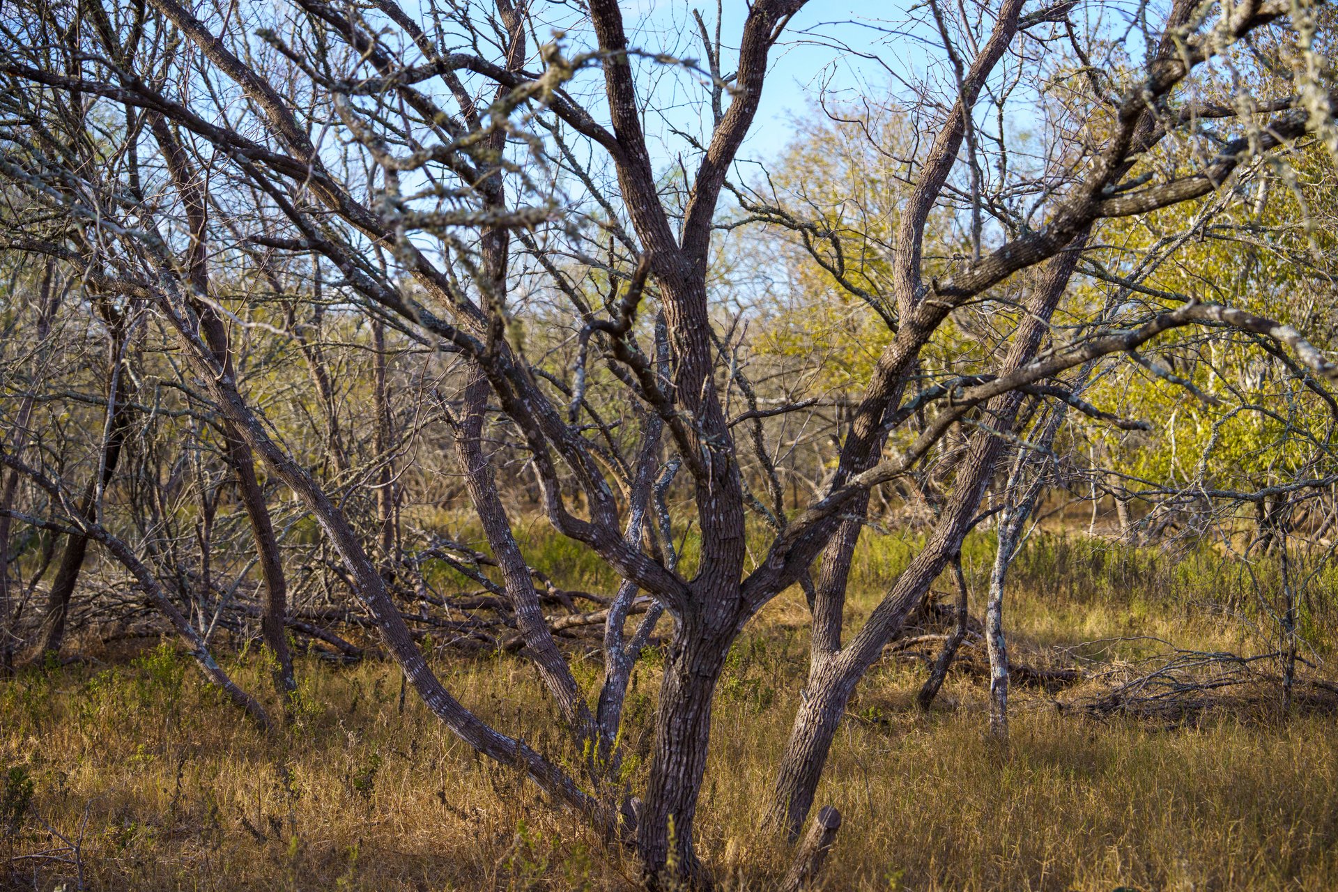 Gonzales County | 104+/- Acres