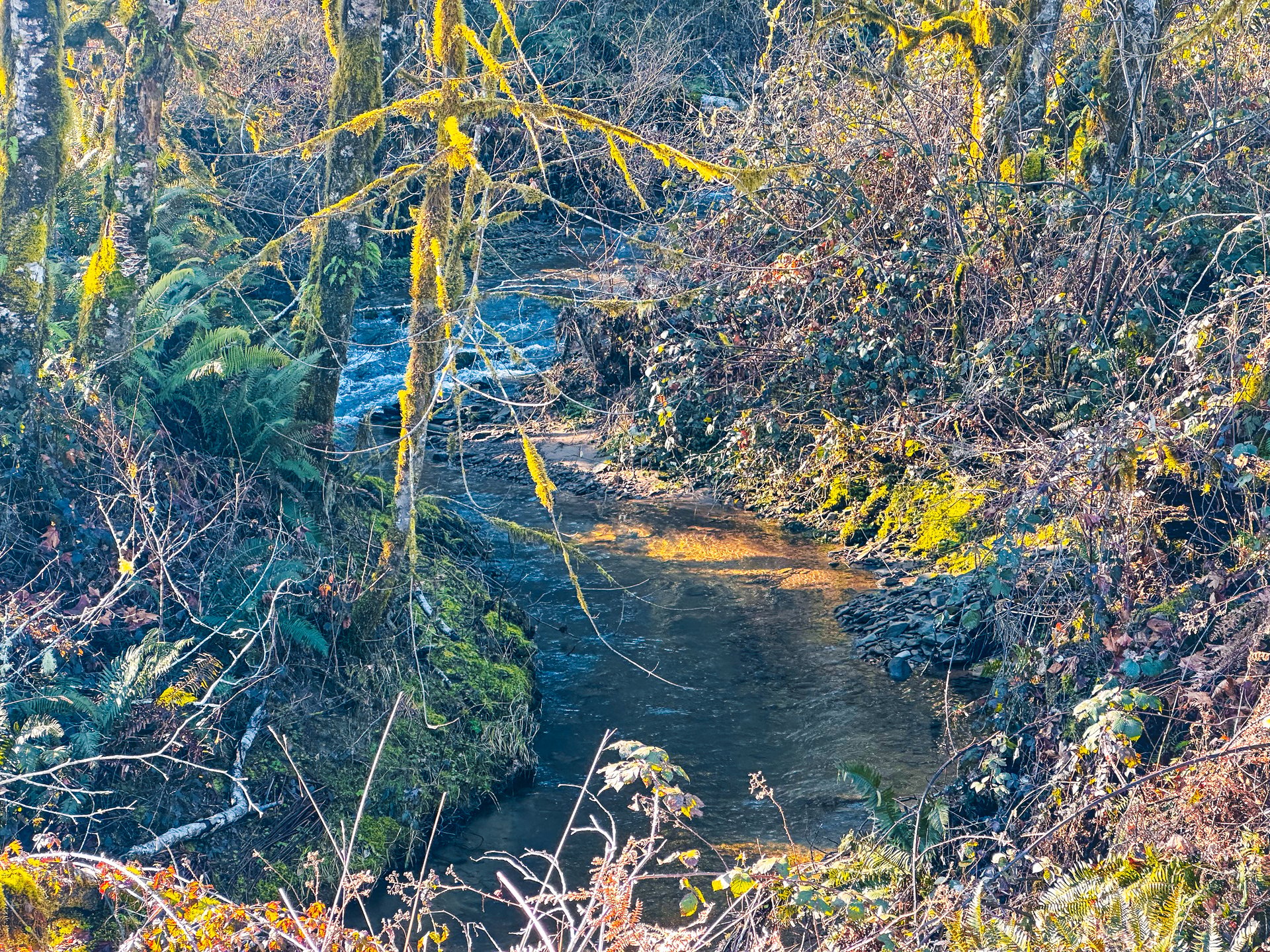 Waite Creek Woodlands