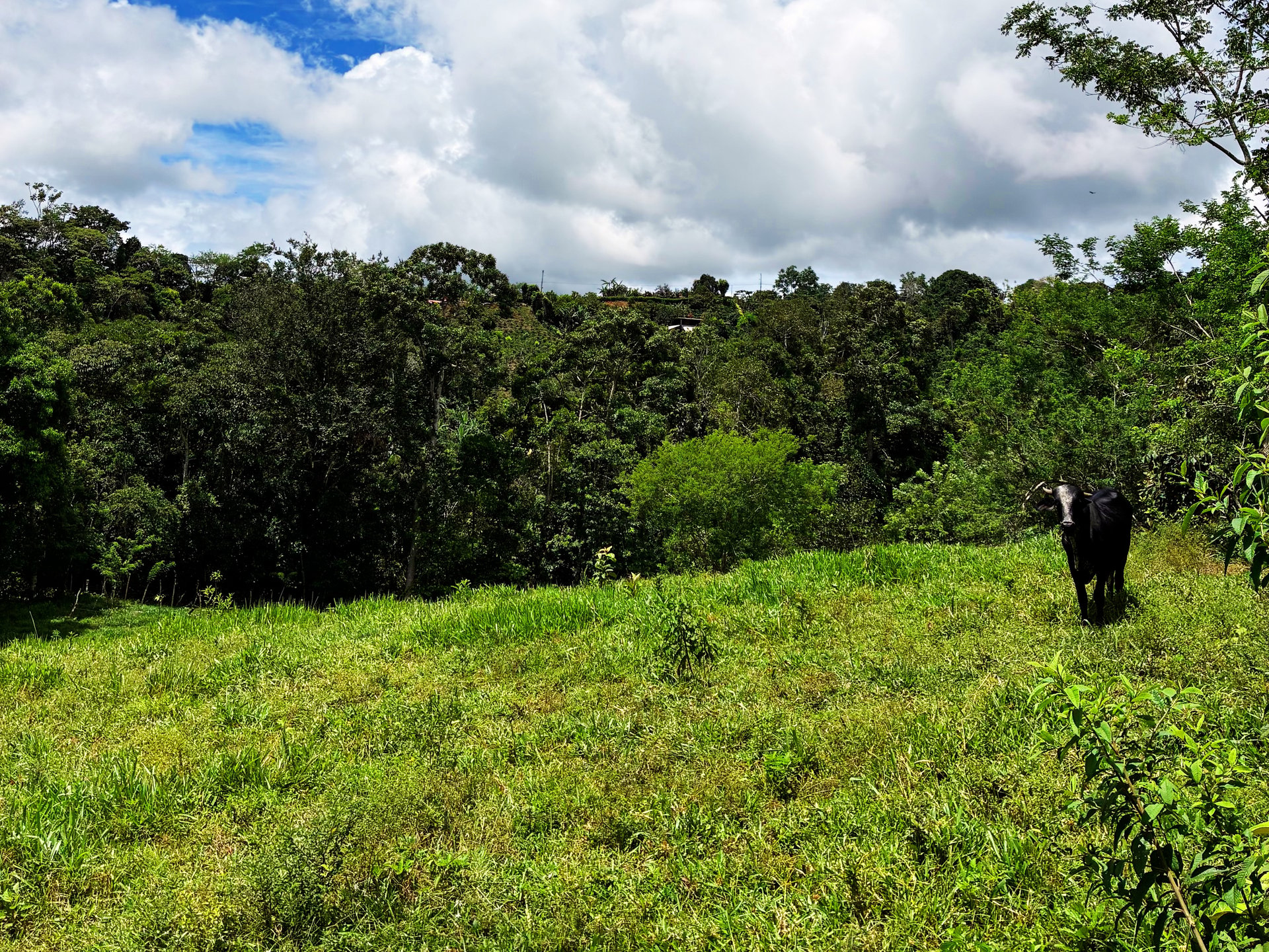 Productive Agricultural Farm with Valley Views in Cristo Rey of Platanares, Pérez Zeledón