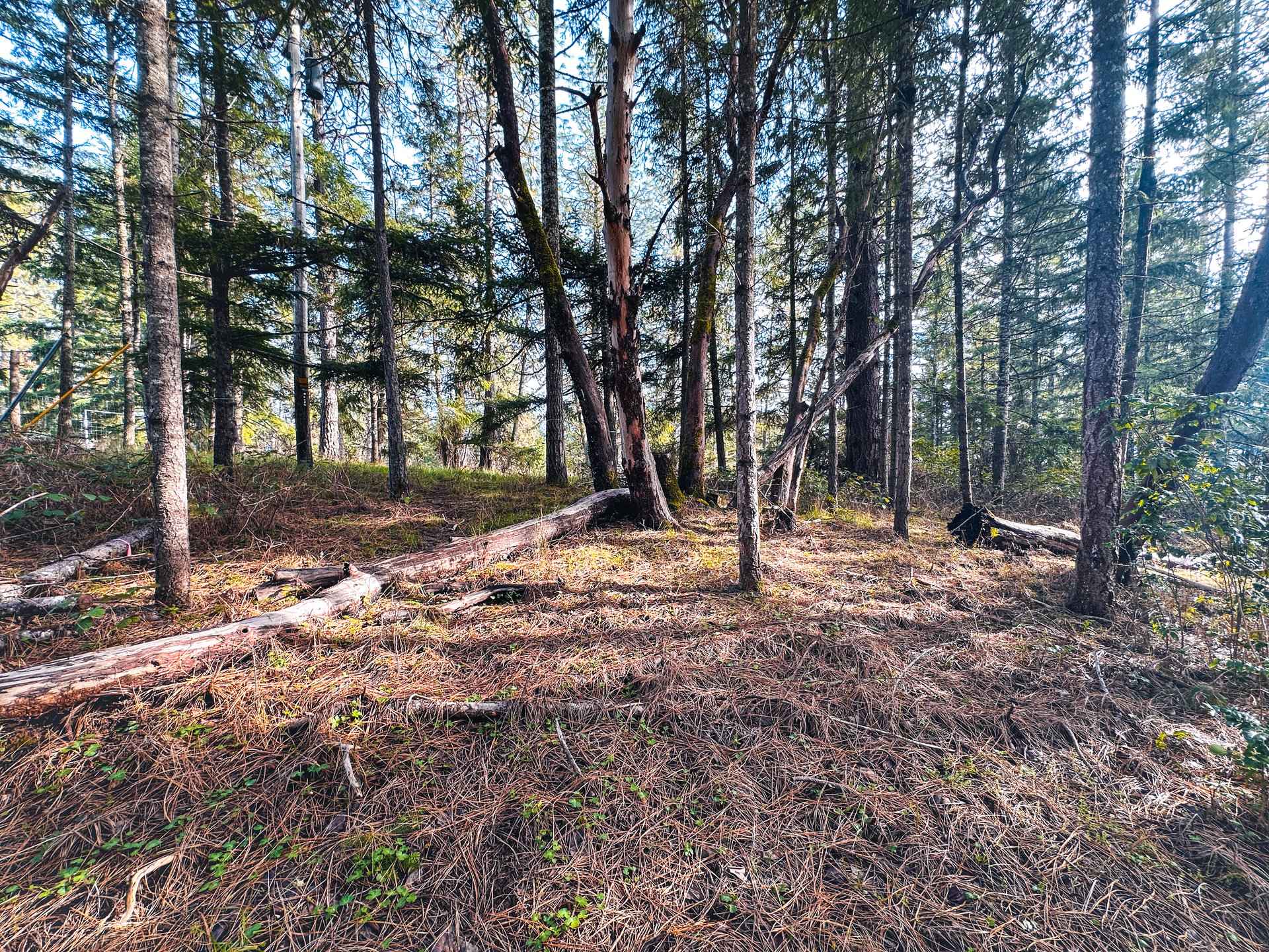 SUTHERLIN WOODLOTS