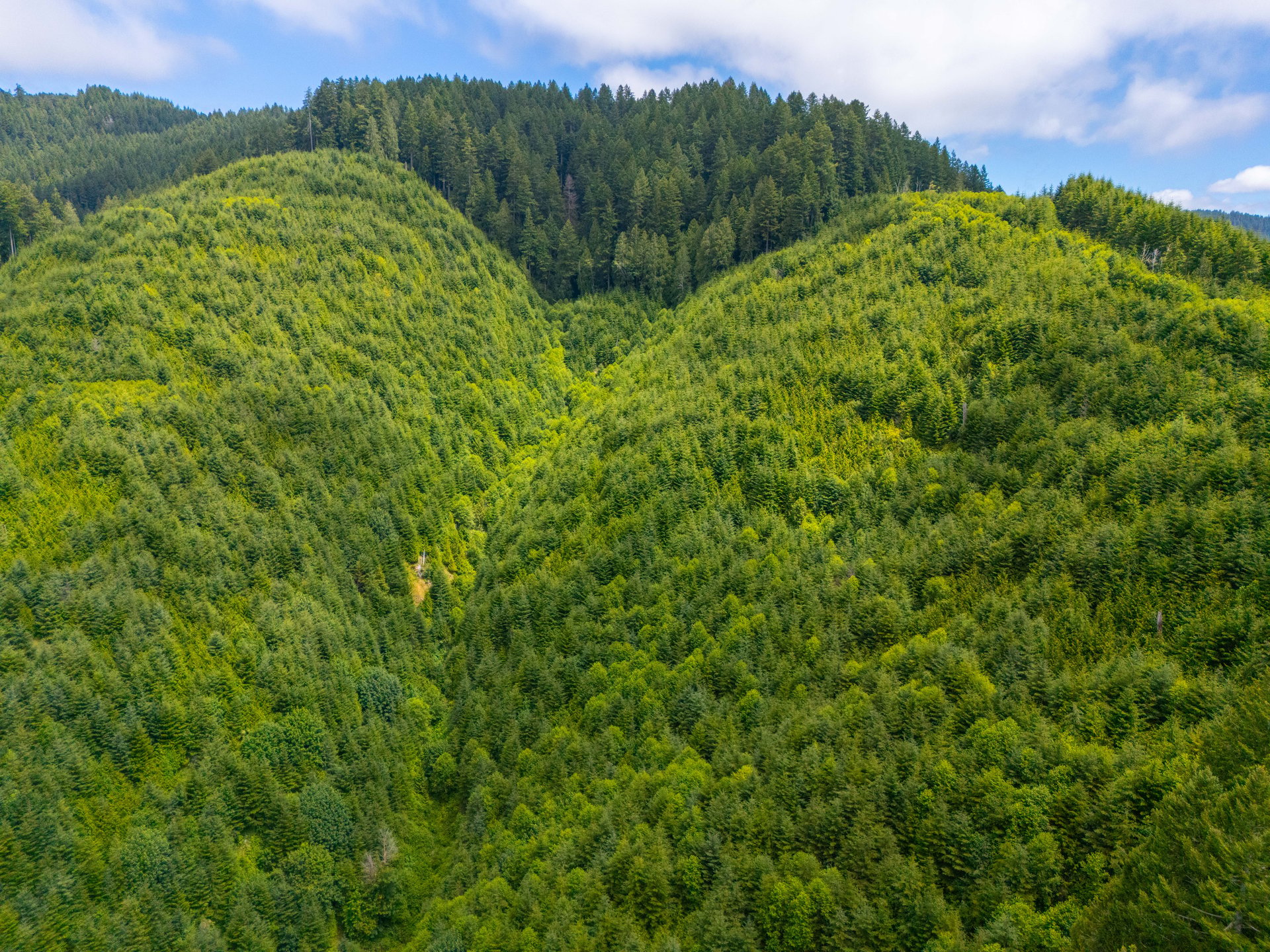MILL CREEK FOREST