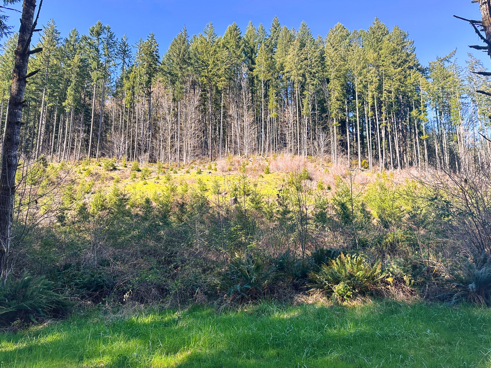Coyote Creek Forest