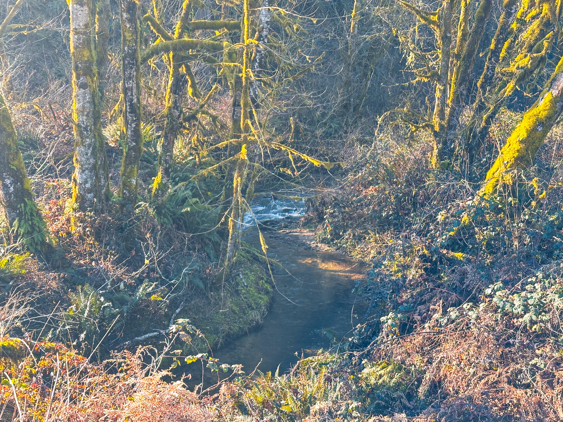 Waite Creek Woodlands