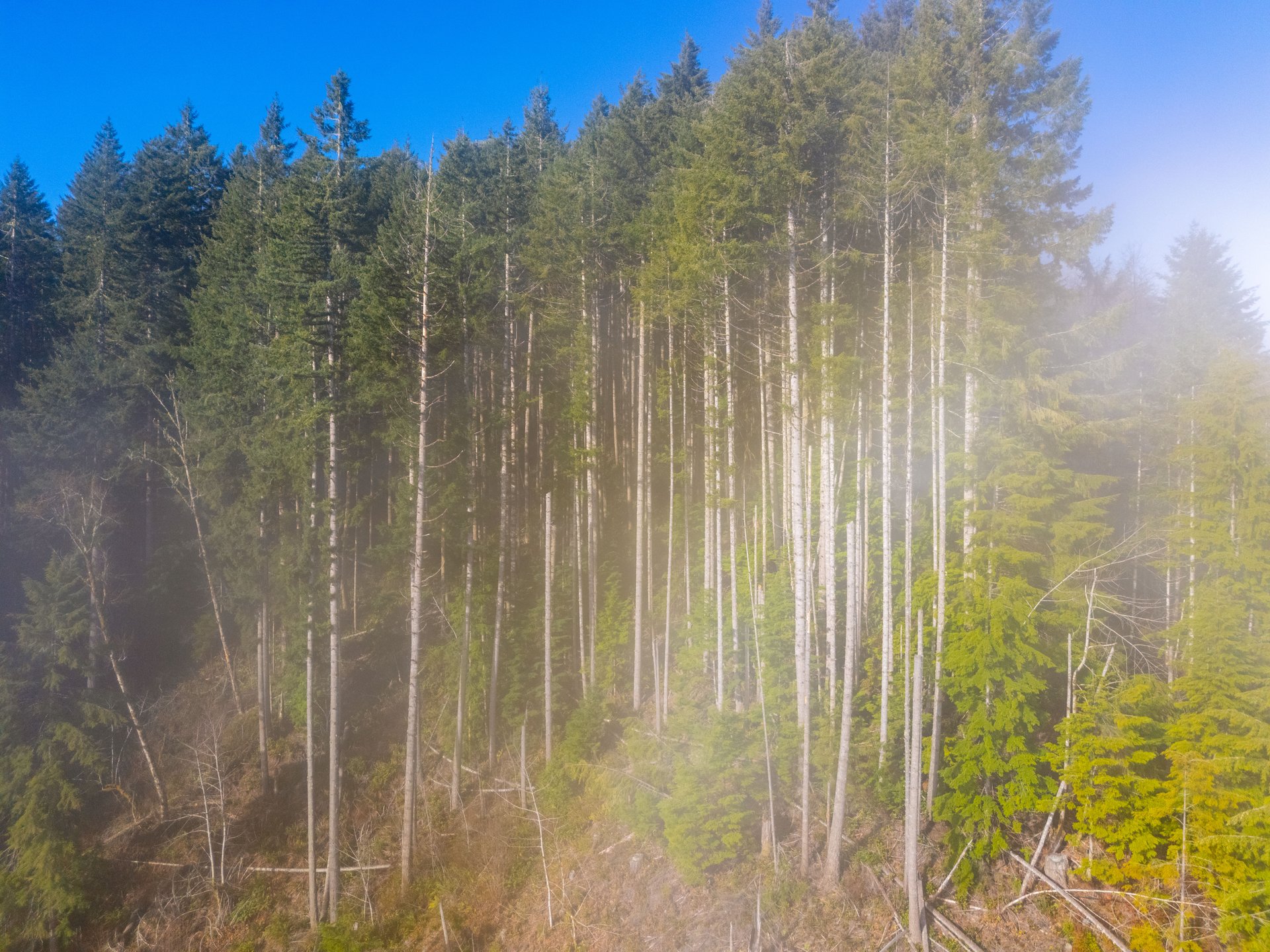 Waite Creek Woodlands
