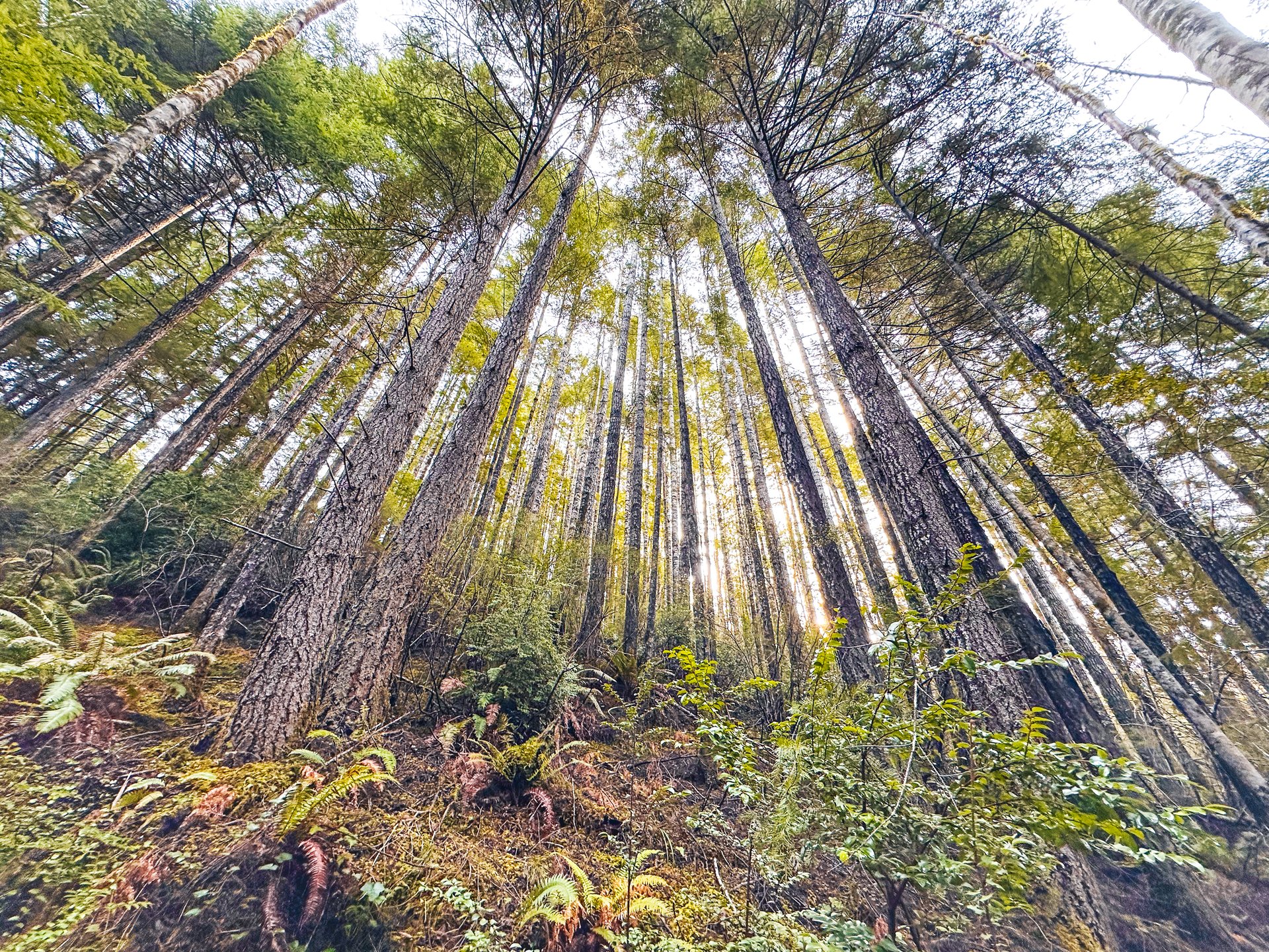 RICHARDSON TIMBER