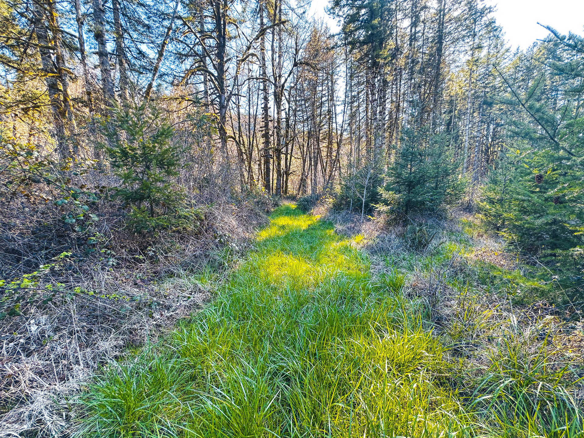 Coyote Creek Forest