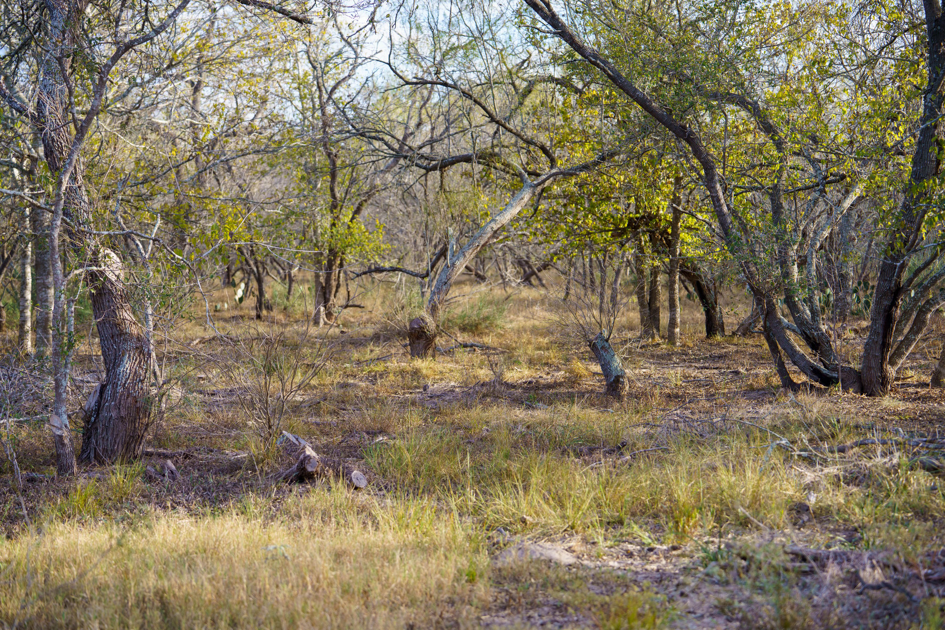 Gonzales County | 104+/- Acres