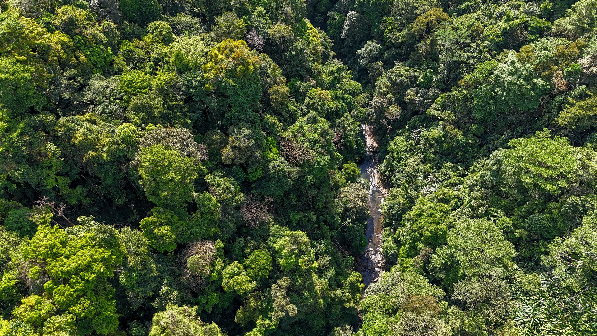 Jungle, Mountain & Valley View Lot with Two Large Plantels, Bordering a Crystal Mountain River with Swimholes & a Waterfall