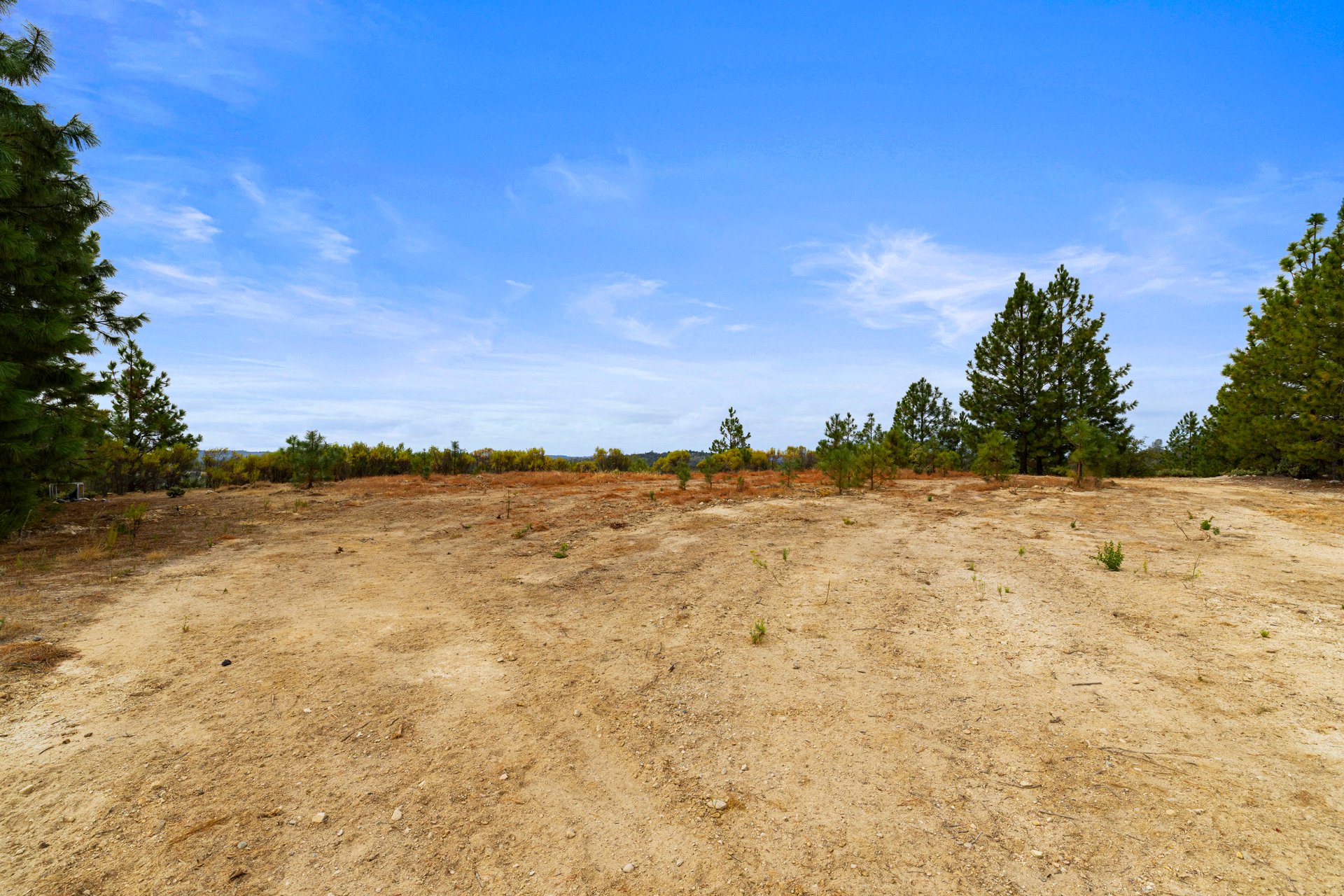 Cleared sandy lot with scattered pines and woodland beyond.