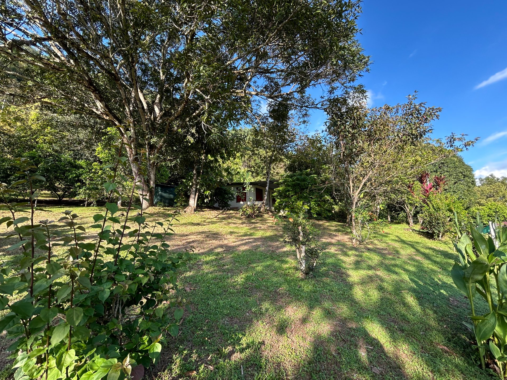 Commercial & Residential Property in Punta Mala with Producing Fruit Trees