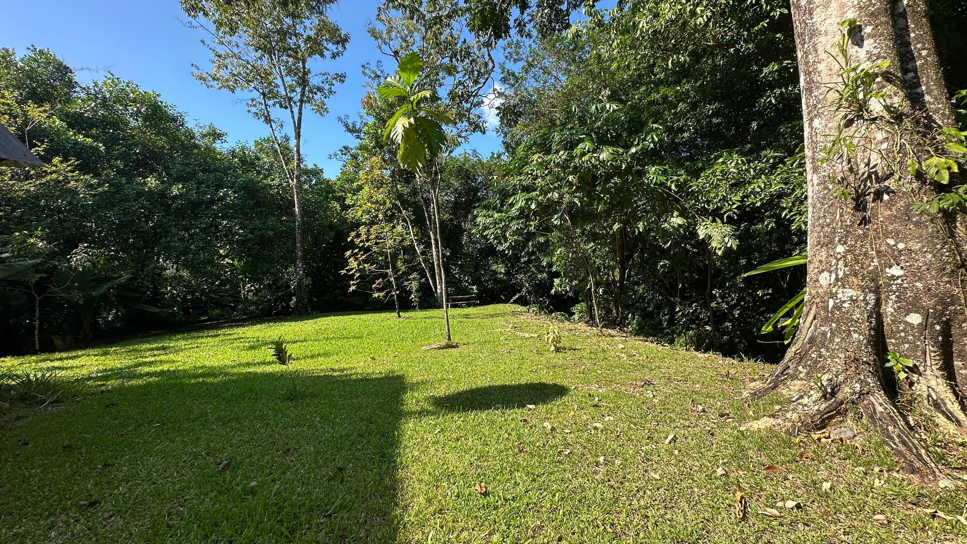 Breeze, Trees, and Monkeys - Your Affordable Costa Rican Haven