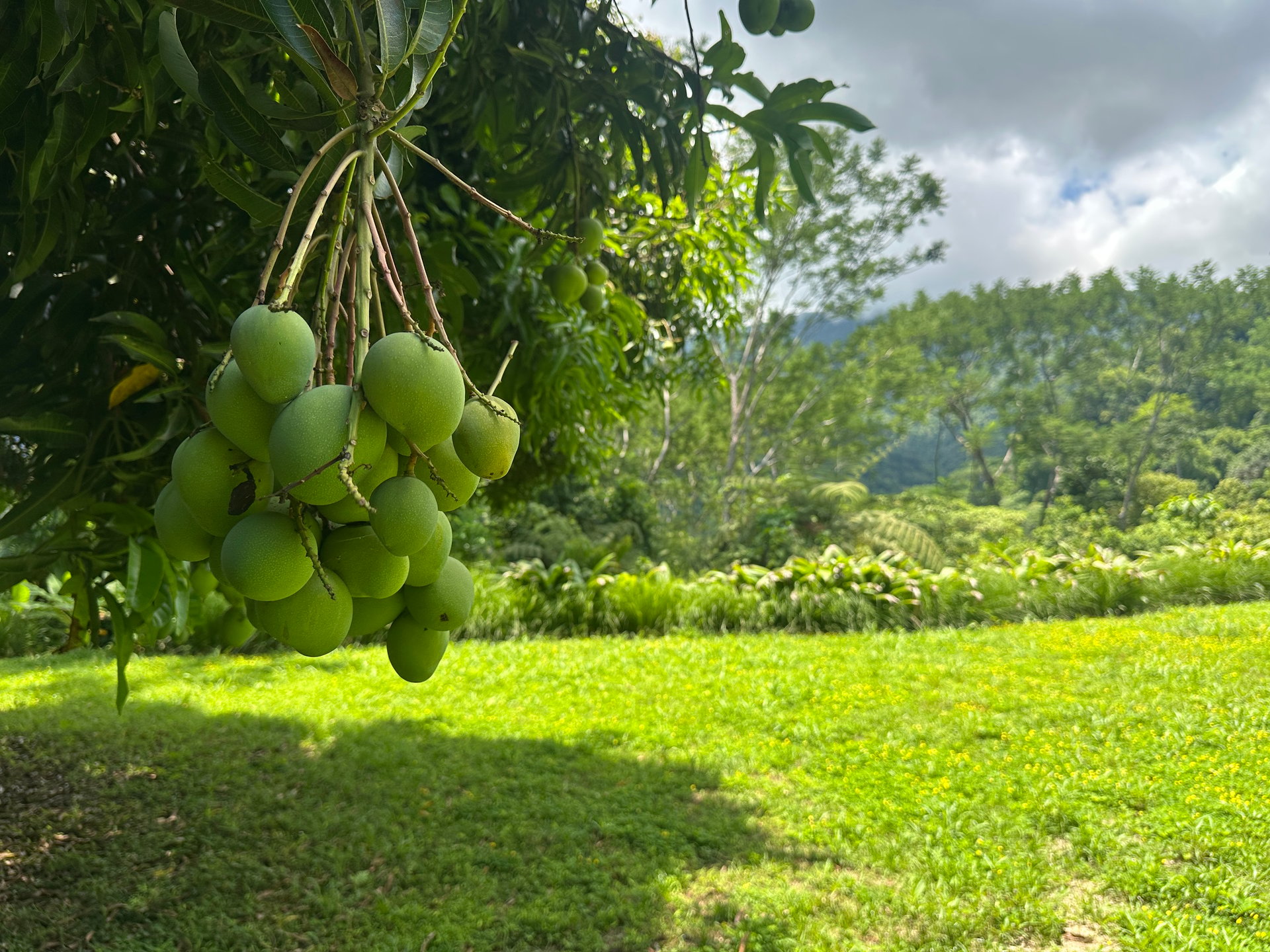 Build-Ready Ocean View Land with Guest House & Fruit Orchard | Tres Rios, Costa Rica