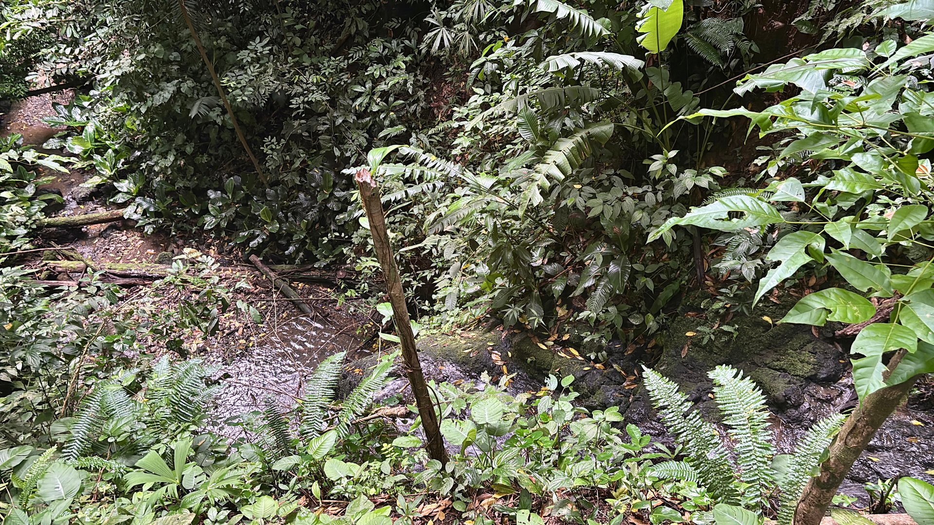 Unique property with creek and waterfall in lush jungle