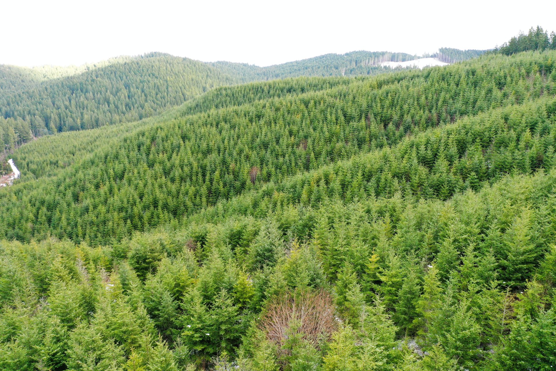 ARC Woods